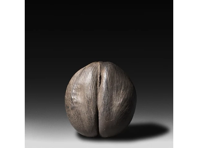 A large coco de mer (lodoicea maldivica) 'shell' 34 cm. (13.39 in.) - afbeelding 1 van  5