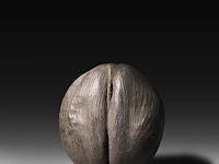 A large coco de mer (lodoicea maldivica) 'shell' 34 cm. (13.39 in.)