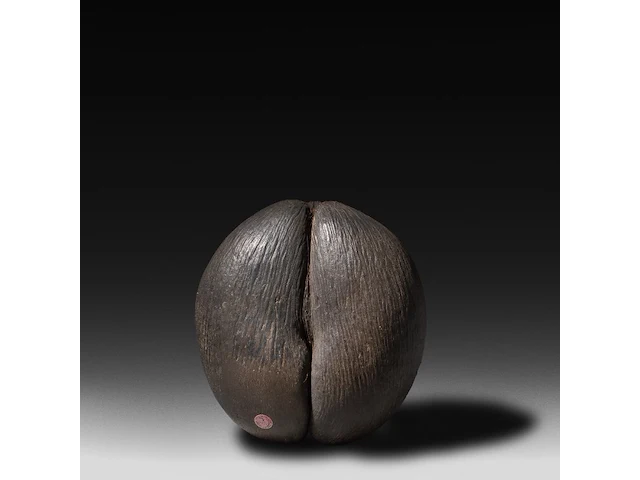 A large coco de mer (lodoicea maldivica) 'shell' 34 cm. (13.39 in.) - afbeelding 2 van  5
