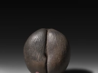 A large coco de mer (lodoicea maldivica) 'shell' 34 cm. (13.39 in.) - afbeelding 2 van  5