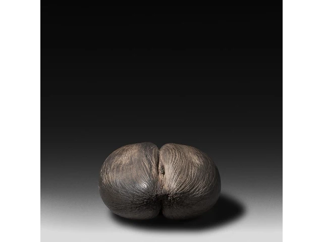 A large coco de mer (lodoicea maldivica) 'shell' 34 cm. (13.39 in.) - afbeelding 3 van  5