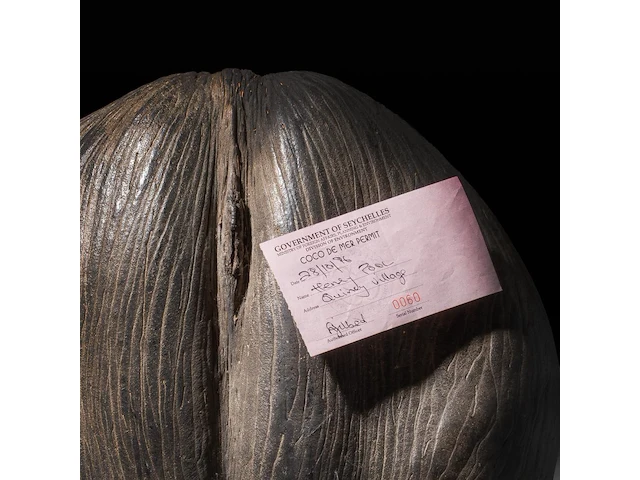 A large coco de mer (lodoicea maldivica) 'shell' 34 cm. (13.39 in.) - afbeelding 4 van  5