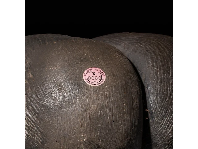 A large coco de mer (lodoicea maldivica) 'shell' 34 cm. (13.39 in.) - afbeelding 5 van  5