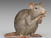 A large cold-painted vienna bronze rat by franz xavier bergmann (1861-1936) 17 cm. (6.69 in.)