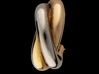 A pair of cartier trinity earrings, 18ct gold in three colours, h 2 cm, total weight: 9,3 g (+) - afbeelding 12 van  23