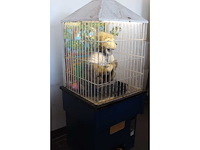Aap - speelautomaat - afbeelding 3 van  5