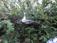 Abi residentiële karavaan (met veranda/luifel) - afbeelding 2 van  33