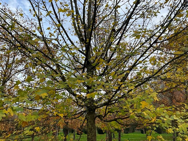 Acer campestre (14x) - afbeelding 2 van  14