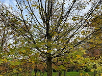 Acer campestre (14x) - afbeelding 2 van  14