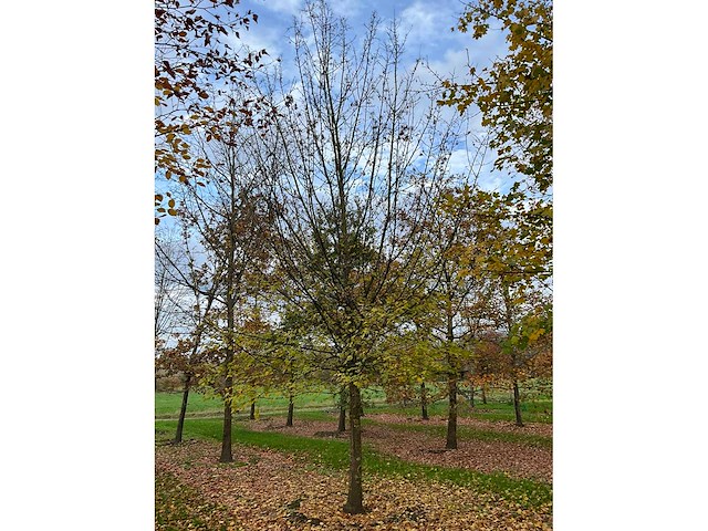 Acer campestre (14x) - afbeelding 3 van  14