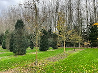 Acer campestre (14x) - afbeelding 4 van  14