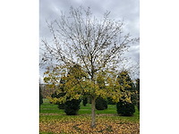 Acer campestre (14x) - afbeelding 5 van  14