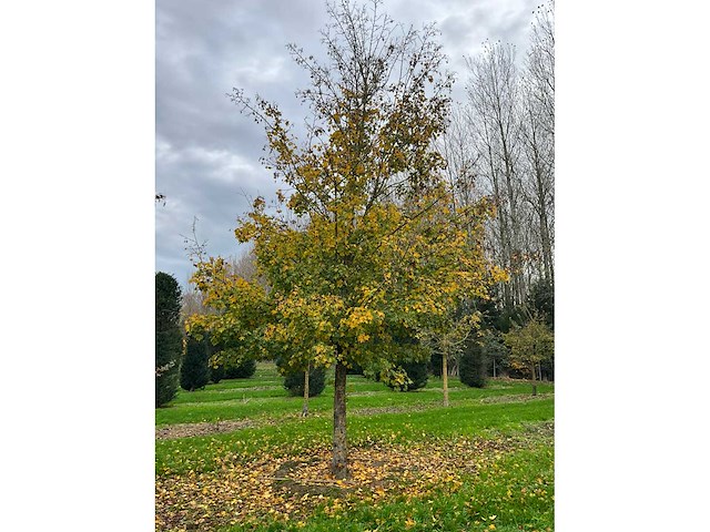 Acer campestre (14x) - afbeelding 6 van  14