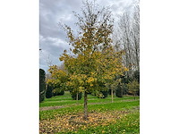 Acer campestre (14x) - afbeelding 6 van  14