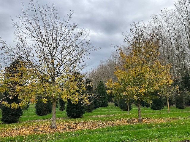 Acer campestre (14x) - afbeelding 1 van  14