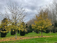 Acer campestre (14x)