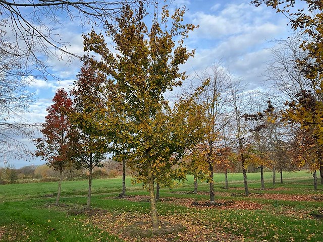 Acer campestre (14x) - afbeelding 7 van  14