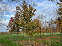 Acer campestre (14x) - afbeelding 7 van  14