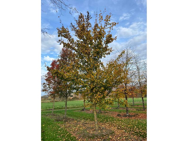 Acer campestre (14x) - afbeelding 8 van  14