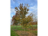 Acer campestre (14x) - afbeelding 8 van  14