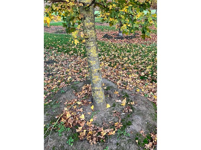 Acer campestre (14x) - afbeelding 9 van  14