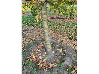 Acer campestre (14x) - afbeelding 9 van  14