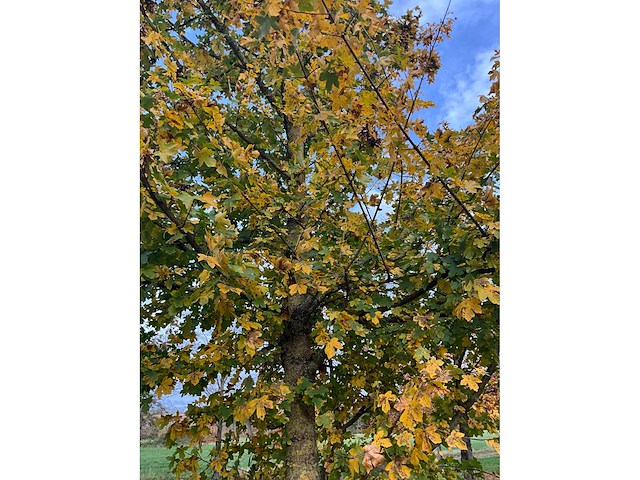 Acer campestre (14x) - afbeelding 10 van  14