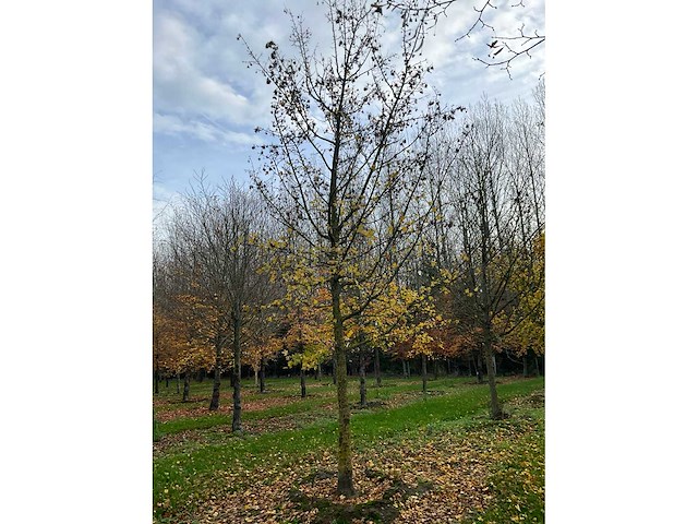 Acer campestre (14x) - afbeelding 11 van  14