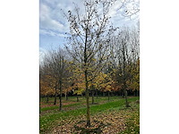 Acer campestre (14x) - afbeelding 11 van  14