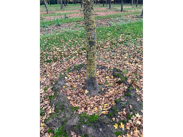 Acer campestre (14x) - afbeelding 12 van  14