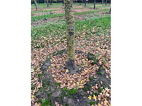 Acer campestre (14x) - afbeelding 12 van  14