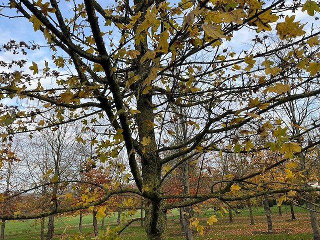 Acer campestre (14x) - afbeelding 13 van  14