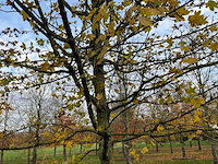 Acer campestre (14x) - afbeelding 13 van  14