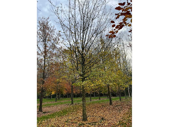 Acer campestre (14x) - afbeelding 14 van  14