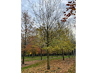 Acer campestre (14x) - afbeelding 14 van  14