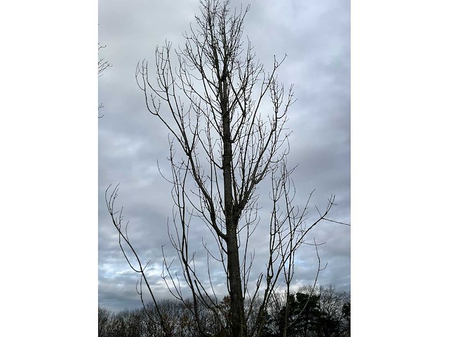 Acer platanoides (15x) - afbeelding 2 van  10