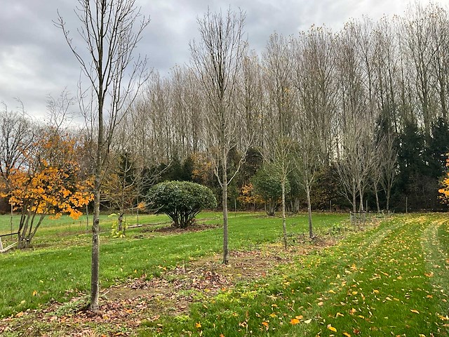 Acer platanoides (15x) - afbeelding 1 van  10