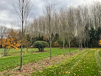 Acer platanoides (15x)