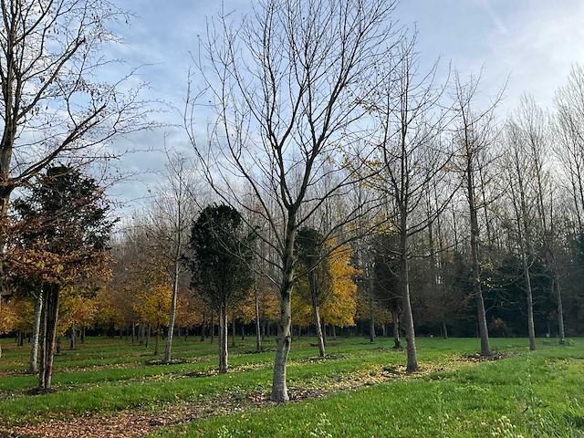 Acer platanoides (15x) - afbeelding 3 van  10