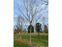 Acer platanoides (15x) - afbeelding 4 van  10