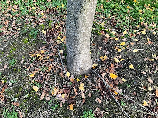 Acer platanoides (15x) - afbeelding 5 van  10