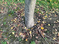 Acer platanoides (15x) - afbeelding 5 van  10