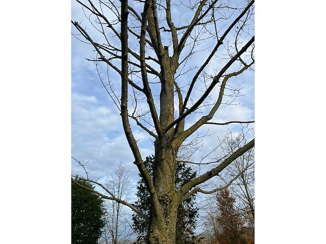 Acer platanoides (15x) - afbeelding 6 van  10