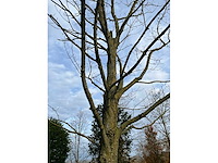 Acer platanoides (15x) - afbeelding 6 van  10