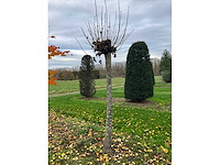 Acer platanoides (15x) - afbeelding 7 van  10