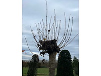 Acer platanoides (15x) - afbeelding 8 van  10