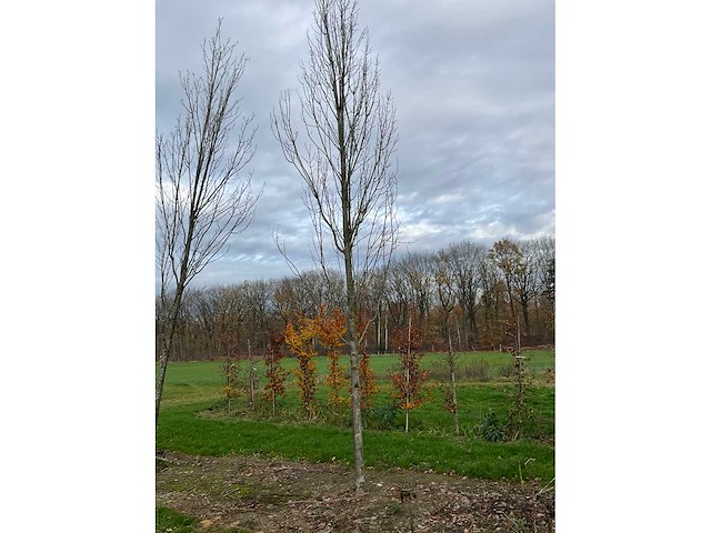 Acer platanoides (15x) - afbeelding 9 van  10