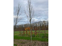 Acer platanoides (15x) - afbeelding 9 van  10