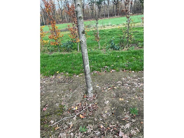 Acer platanoides (15x) - afbeelding 10 van  10
