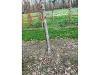 Acer platanoides (15x) - afbeelding 10 van  10